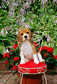 PUP 09 CE0004 01
Beagle Puppy Sitting On Chair By Hostas And Red Impatiens