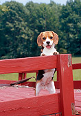 PUP 09 CE0020 01
Beagle Puppy Leaning On Red Deck