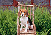 PUP 09 CE0021 01
Beagle Puppy Sitting On Wooden Chair By Shrubs
