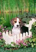 PUP 09 FA0018 01
Beagle Puppy Sitting Behind White Picket Fence By Pond