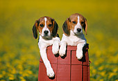 PUP 09 GR0010 01
Two Beagle Puppies Sitting In Barrel