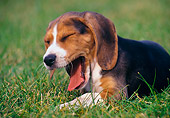 PUP 09 GR0041 01
Beagle Puppy Laying On Grass Yawning