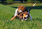 PUP 09 GR0044 01
Two Beagle Puppies Wrestling On Grass