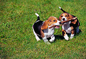 PUP 09 GR0046 01
Two Beagle Puppies Running Carrying Stick On Grass