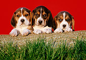 PUP 09 GR0052 01
Beagle Puppies Leaning On Log