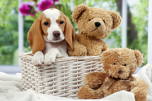 beagle puppy teddy