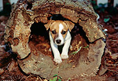 PUP 09 JN0001 01
Beagle Puppy Hiding In Hollow Log