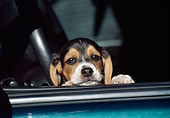 PUP 09 JN0002 01
Beagle Puppy Resting Head On Car Window