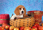PUP 09 RC0005 01
Beagle Puppy Sitting In Woven Basket By Apples