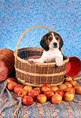 PUP 09 RC0006 01
Beagle Puppy Sitting In Woven Basket By Apples