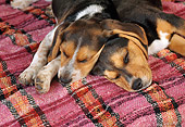 PUP 09 RC0007 01
Close-Up Of Beagle Puppies Sleeping On Plaid Blanket