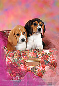 PUP 09 RC0008 01
Beagle Puppies Sitting Inside Box With Floral Design And Pink Tulle