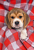 PUP 09 RK0034 02
Head Shot Of Beagle Wrapped In Red Checkered Blanket