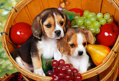 PUP 09 RK0042 19
Two Beagle Puppies Sitting In Basket With Fruit Studio
