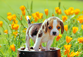 PUP 09 RK0046 01
Beagle Puppy Standing On Wooden Barrel By Yellow Flowers