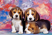 PUP 09 RK0062 03
Three Beagle Puppies Laying And Sitting Together Mottled Background