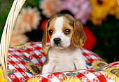 PUP 09 RK0094 03
Beagle Puppy Sitting In Picnic Basket With Red And White Cloth