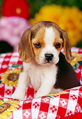 PUP 09 RK0095 04
Beagle Puppy Sitting In Picnic Basket With Red And White Cloth
