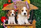 PUP 09 RK0104 07
Two Beagles Puppies Sitting In Flower Cart