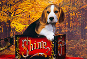 PUP 09 RK0116 01
Shoulder Shot Of Beagle Sitting Inside Red Box Facing Camera Fall Trees Background