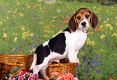 PUP 09 RK0143 01
Beagle Puppy With Collar Leaning On Dog Bed Studio
