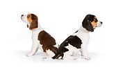 PUP 09 RK0199 01
Two Beagle Puppies Sitting On White Seamless