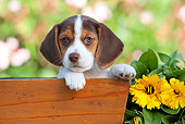 PUP 09 RK0200 01
Beagle Puppy Peeking Out Of Flower Box By Flowers