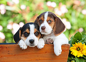 PUP 09 RK0205 01
Beagle Puppies Sitting In Planter By Flowers