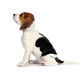 PUP 09 RK0210 01
Beagle Puppy Sitting On White Seamless