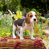 PUP 09 RK0213 01
Beagle Puppy Standing On Picnic Basket In Garden