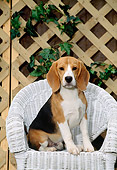 PUP 09 CE0008 01
Beagle Puppy Sitting On White Wicker Chair By Lattice