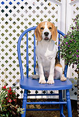 PUP 09 CE0009 01
Beagle Puppy Sitting On Blue Wooden Chair By Lattice