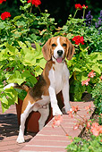PUP 09 CE0010 01
Beagle Puppy Standing On Brick Wall By Flowers