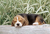 PUP 09 CE0011 01
Beagle Puppy Sleeping On Stone Wall By Ornamental Grass