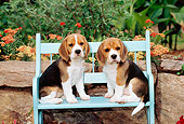 PUP 09 CE0012 01
Two Beagle Puppies Sitting On Bench By Flowers