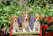 PUP 09 CE0013 01
Three Beagle Puppies Sitting On Bench By Flowers