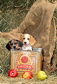 PUP 09 CE0014 01
Two Beagle Puppies Sitting In Apple Box By Hay Bales