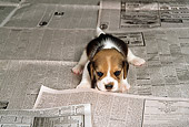 PUP 09 DC0002 01
Beagle Puppy Laying On Newspaper