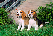 PUP 09 FA0002 01
Two Beagle Puppies Sitting On Grass By Shrubs And Bridge