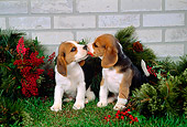 PUP 09 FA0004 01
Two Beagle Puppies Sitting On Grass By Christmas Decorations And Brick Wall
