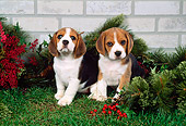 PUP 09 FA0005 01
Two Beagle Puppies Sitting On Grass By Christmas Decorations And Brick Wall