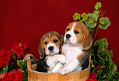 PUP 09 FA0007 01
Two Beagle Puppies Sitting In Wooden Bucket By Flowers Red Wall