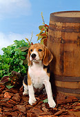 PUP 09 FA0011 01
Beagle Puppy Sitting By Barrel