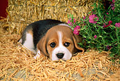 PUP 09 FA0016 01
Beagle Puppy Laying On Hay By Flowers