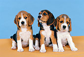 PUP 09 FA0017 01
Three Beagle Puppies Sitting By Light Blue Background Studio