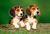 PUP 09 GR0001 02
Head Shot Of Two Beagle Puppies On Log