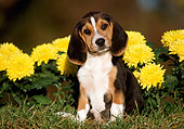 PUP 09 GR0007 01
Beagle Puppy Sitting On Grass By Yellow Flowers