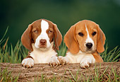 PUP 09 GR0016 01
Two Beagle Puppies Sitting Behind Log