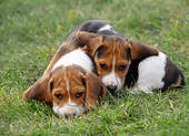 PUP 09 GR0020 01
Two Beagle Puppies Laying On Grass