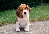 PUP 09 GR0028 01
Beagle Puppy Sitting On Pavement By Grass